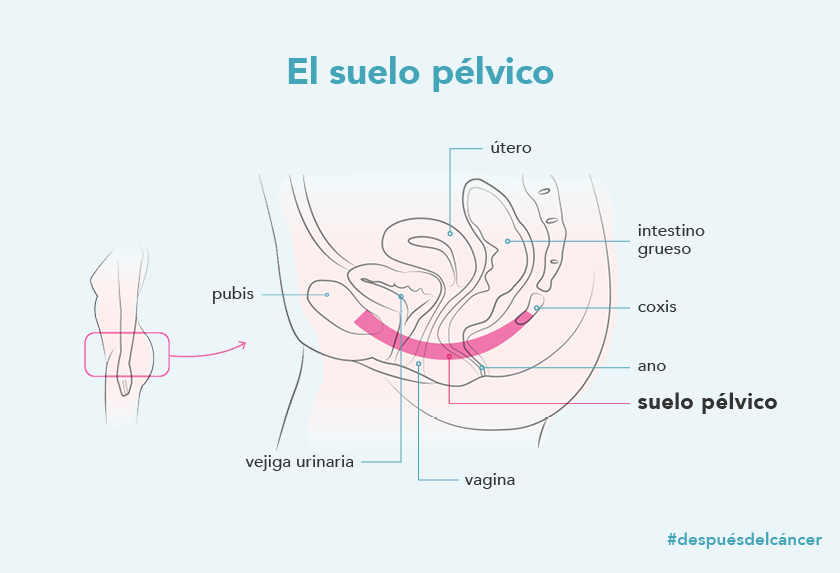 El suelo pélvico: un aliado para combatir la incontinencia urinaria y la  disfunción sexual